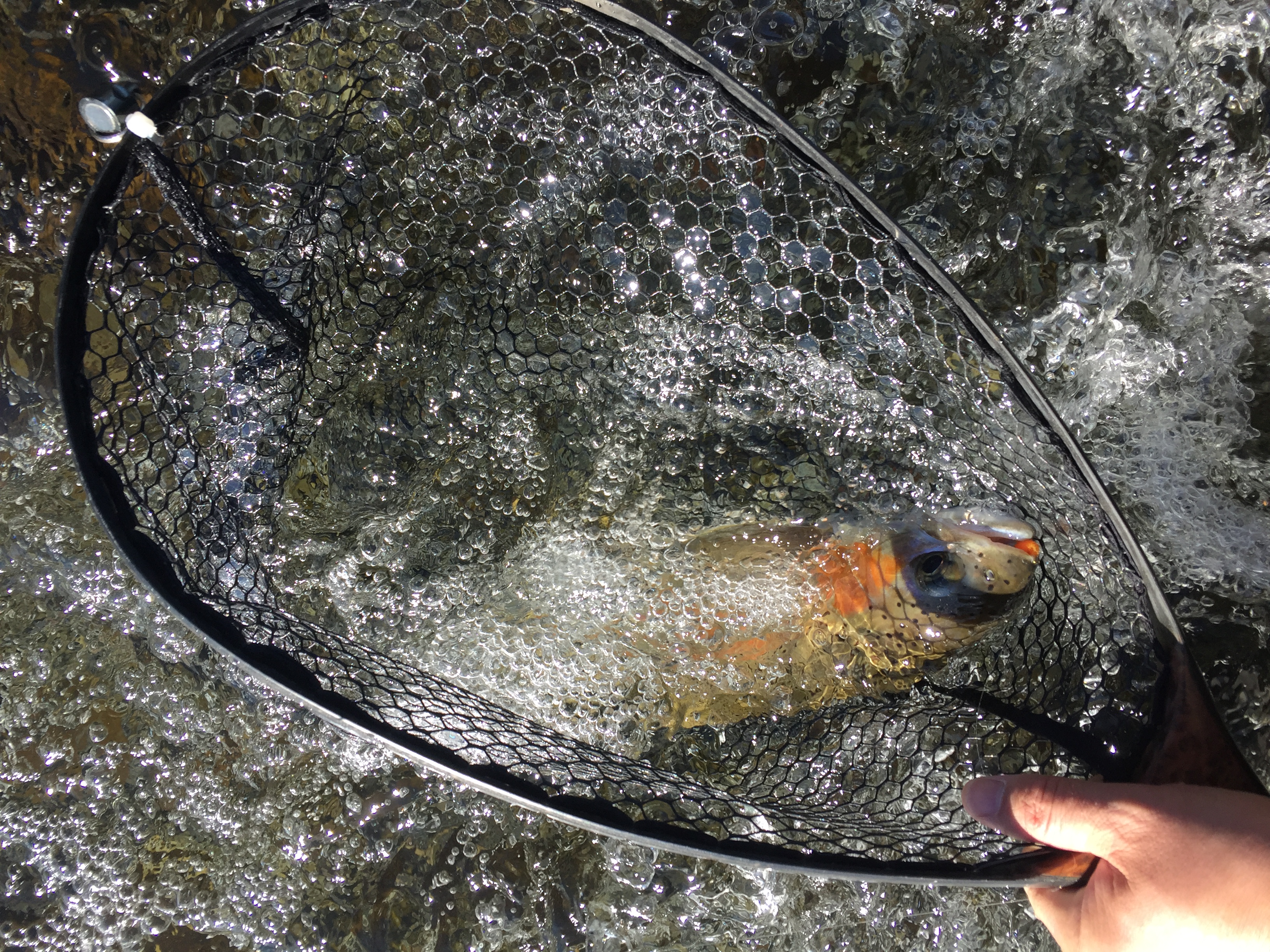 High Quality Fly Fishing Landing Net - Carbon Fiber Landing Net – Huai An detail pictures