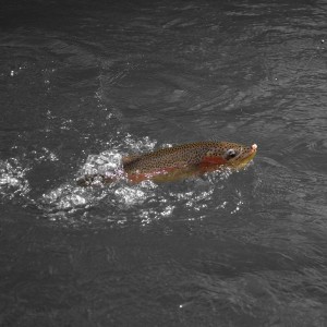 Quality tippet mono