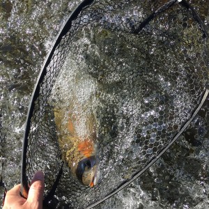 Carbon Fiber Landing Net