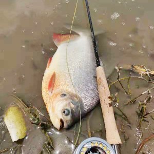 Fly 8’6″ #3 4pc fly rod