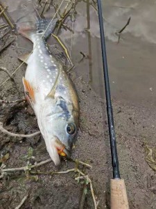 Fly 8’6″ #3 4pc fly rod